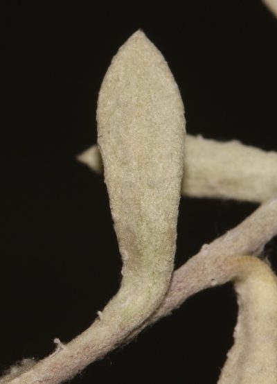 Helichrysum capense, photographed by Brian du Preez