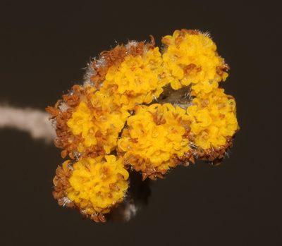 Helichrysum capense, photographed by Brian du Preez