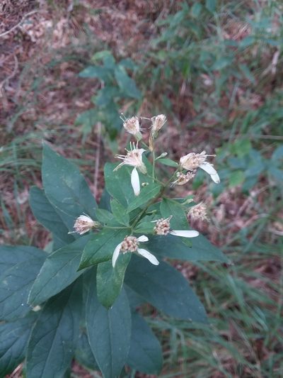 Doellingeria sericocarpoides, photographed by Will McFarland