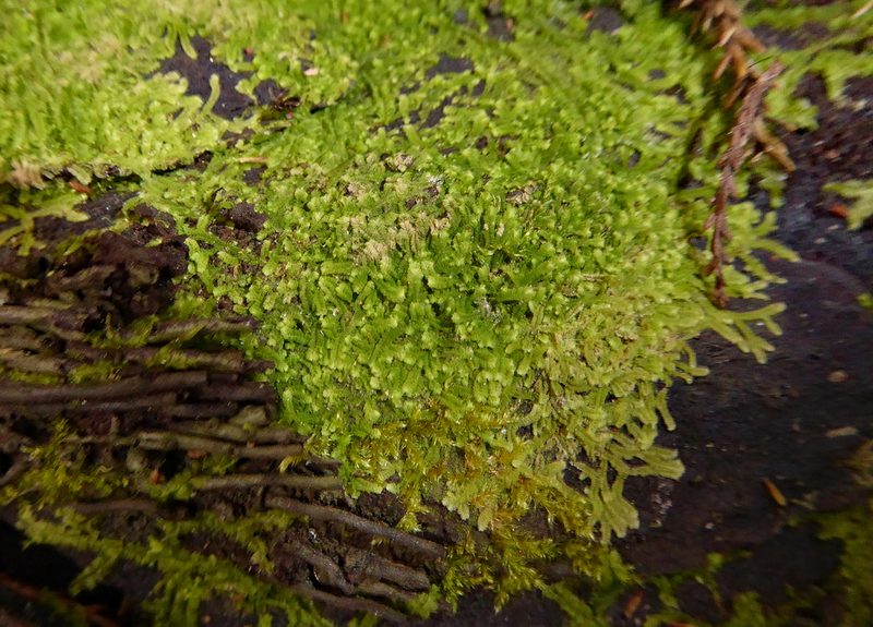 Lophocolea muricata, photographed by Peter de Lange