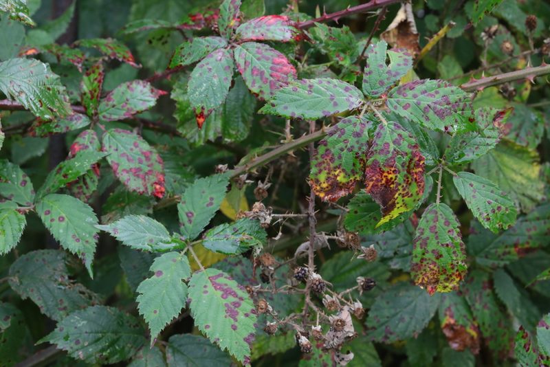 Rubus questieri, photographed by Stephen James McWilliam