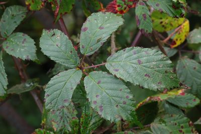 Rubus questieri, photographed by Stephen James McWilliam