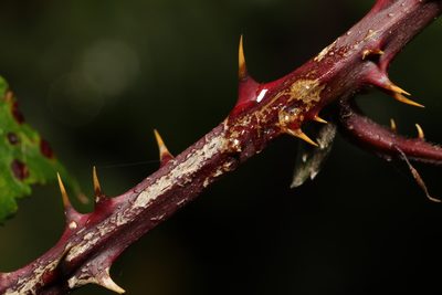 Rubus questieri, photographed by Stephen James McWilliam