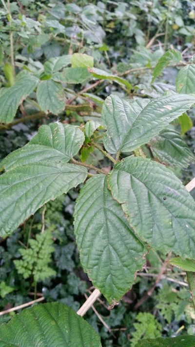 Rubus hylocharis, photographed by Susan Marley