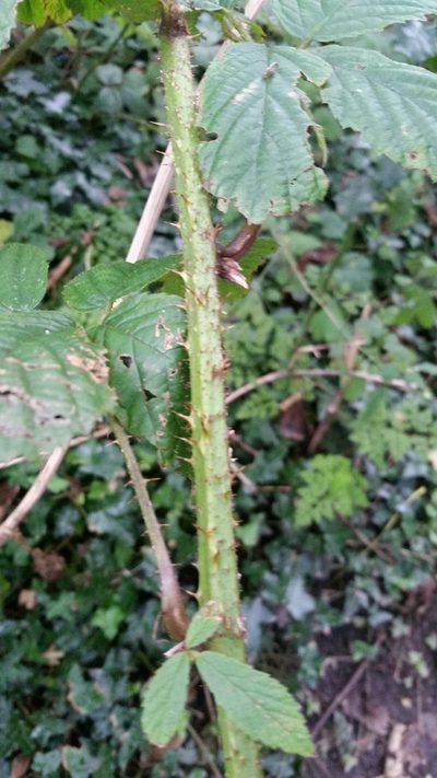 Rubus hylocharis, photographed by Susan Marley