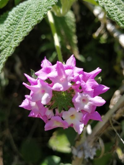Lantana rugulosa, photographed by sandy-espinozaf