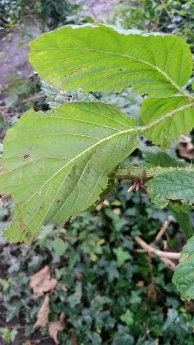 Rubus hylocharis, photographed by Susan Marley