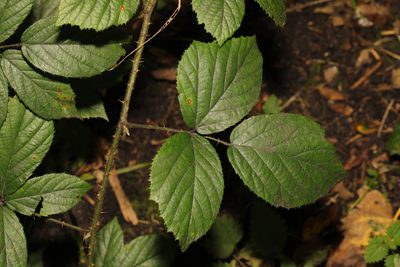 Rubus dasyphyllus, photographed by Stephen James McWilliam