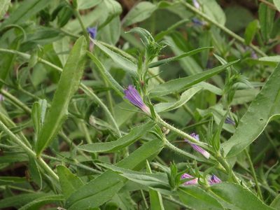 Echium rosulatum, photographed by Duarte Frade