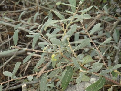 Salix salviifolia, photographed by Duarte Frade