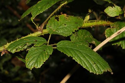 Rubus hylocharis, photographed by Stephen James McWilliam