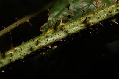 Rubus hylocharis, photographed by Stephen James McWilliam