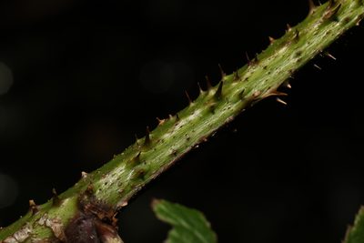 Rubus hylocharis, photographed by Stephen James McWilliam