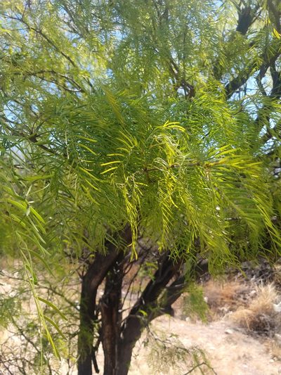 Neltuma chilensis, photographed by Leonel Roget