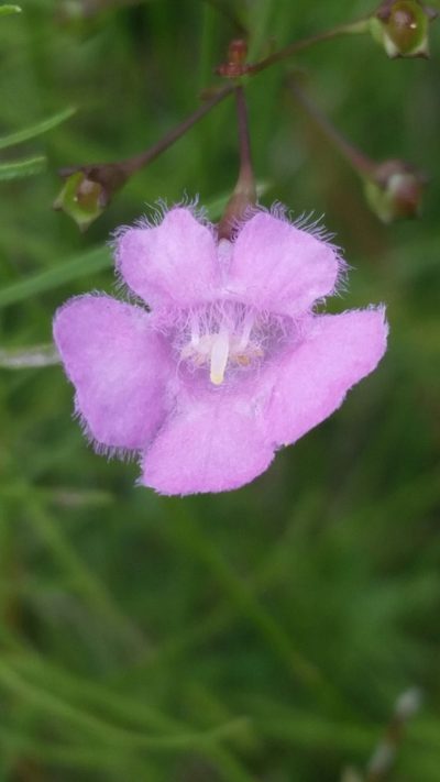 Agalinis obtusifolia, photographed by Jay Horn