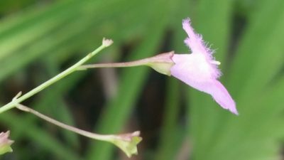 Agalinis obtusifolia, photographed by Jay Horn