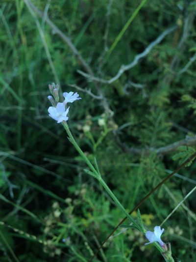Verbena neomexicana, photographed by Oscar C. González Martínez