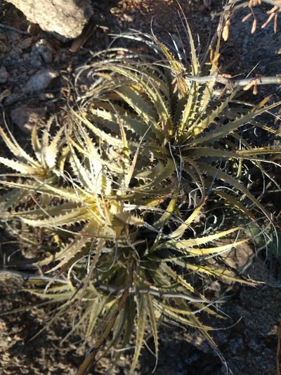 Deuterocohnia schreiteri, photographed by Leonel Roget