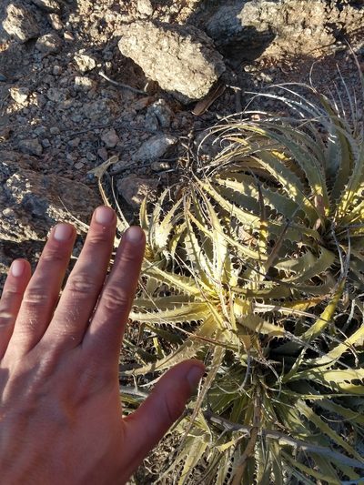 Deuterocohnia schreiteri, photographed by Leonel Roget