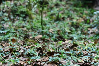 Schiedeella transversalis, photographed by Alan Rockefeller