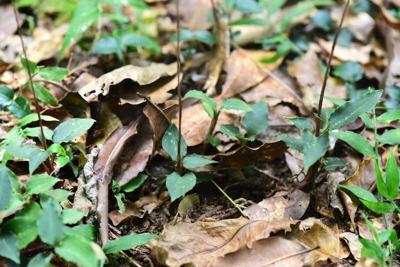 Schiedeella transversalis, photographed by Alan Rockefeller