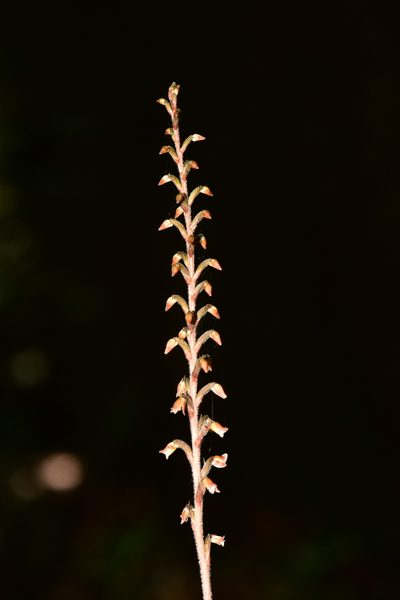 Schiedeella transversalis, photographed by Alan Rockefeller