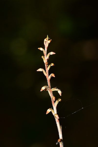 Schiedeella transversalis, photographed by Alan Rockefeller