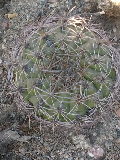 Gymnocalycium saglionis, photographed by Leonel Roget