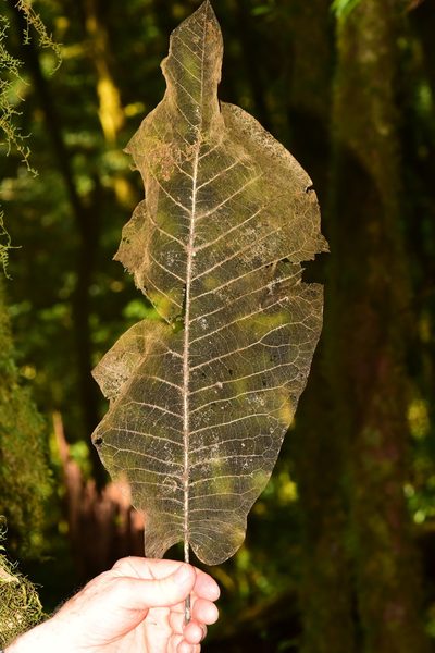 Magnolia vovidesii, photographed by Alan Rockefeller