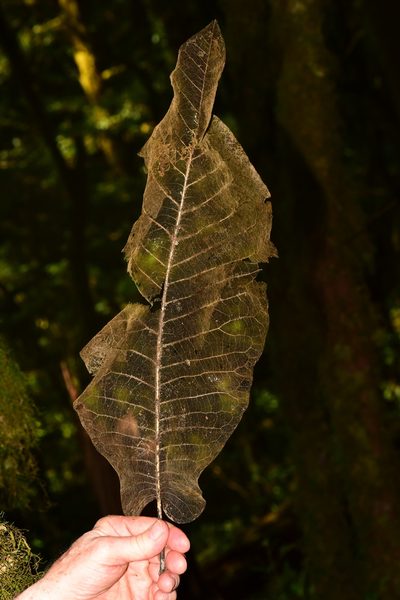 Magnolia vovidesii, photographed by Alan Rockefeller