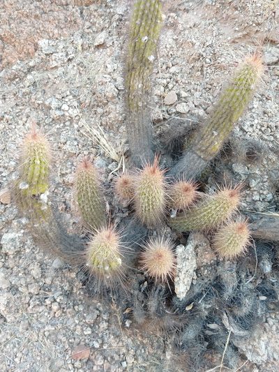 Soehrensia strigosa, photographed by Leonel Roget