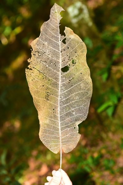 Magnolia vovidesii, photographed by Alan Rockefeller
