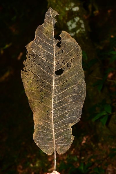 Magnolia vovidesii, photographed by Alan Rockefeller