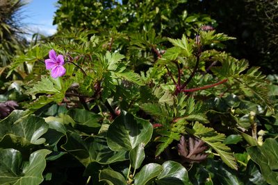 Geranium yeoi, photographed by Jon Sullivan