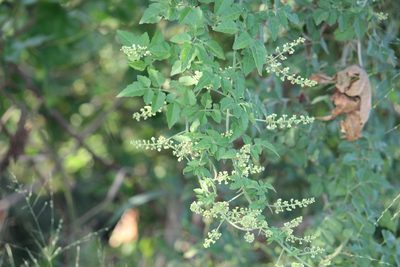 Serjania brachycarpa, photographed by Francisco Martínez González
