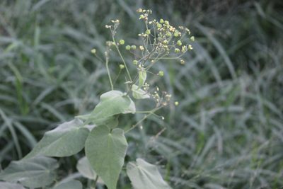 Wissadula amplissima, photographed by Francisco Martínez González