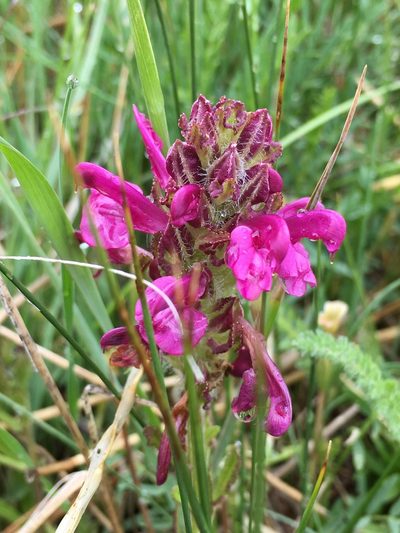 Pedicularis crenulata, photographed by Matt Berger
