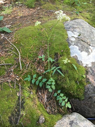 Oxypolis fendleri, photographed by Matt Berger