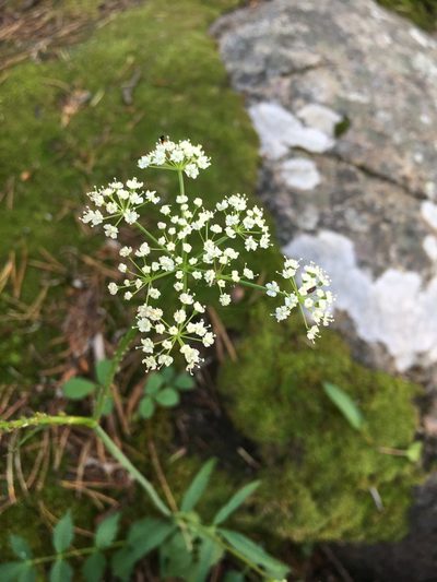 Oxypolis fendleri, photographed by Matt Berger
