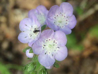 Phacelia hirsuta, photographed by Matt Berger