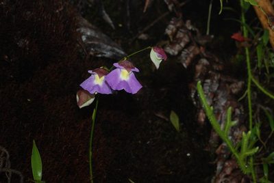 Utricularia unifolia, photographed by Douglas Goldman
