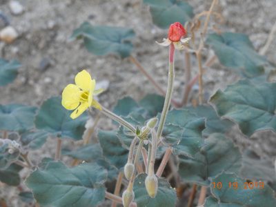 Chylismia cardiophylla, photographed by Diana