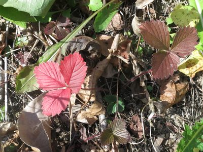 Fragaria orientalis, photographed by Repina Tatyana