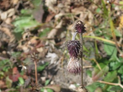 Cirsium pendulum, photographed by Repina Tatyana