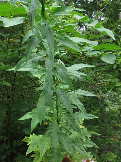 Saussurea pulchella, photographed by Repina Tatyana