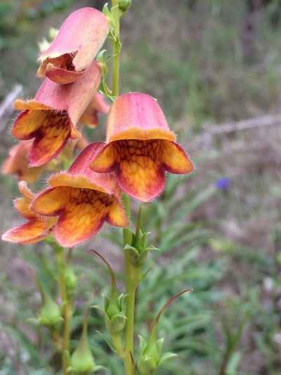 Digitalis obscura, photographed by nick_goldwater