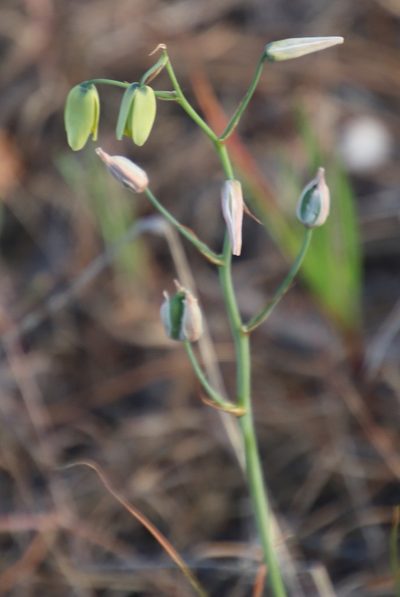 Albuca juncifolia, photographed by Tony Rebelo
