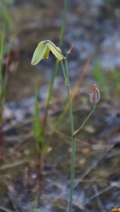 Albuca juncifolia, photographed by Tony Rebelo