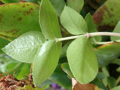 Scandia rosifolia, photographed by Peter de Lange