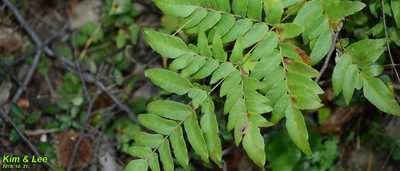 Osmunda japonica, photographed by Kim, Hyun-tae